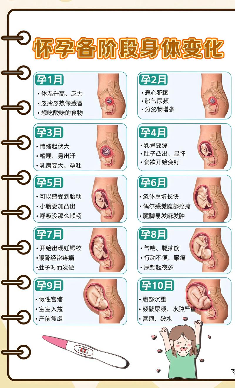 揭秘供卵代孕妈妈怀孕小腹分两节，孕期变化的奥秘葫芦岛代生机构:
